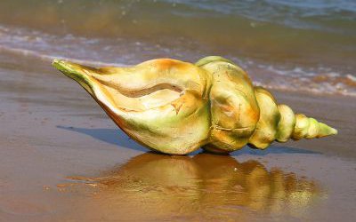 玻璃鋼仿真海螺雕塑戶(hù)外海邊